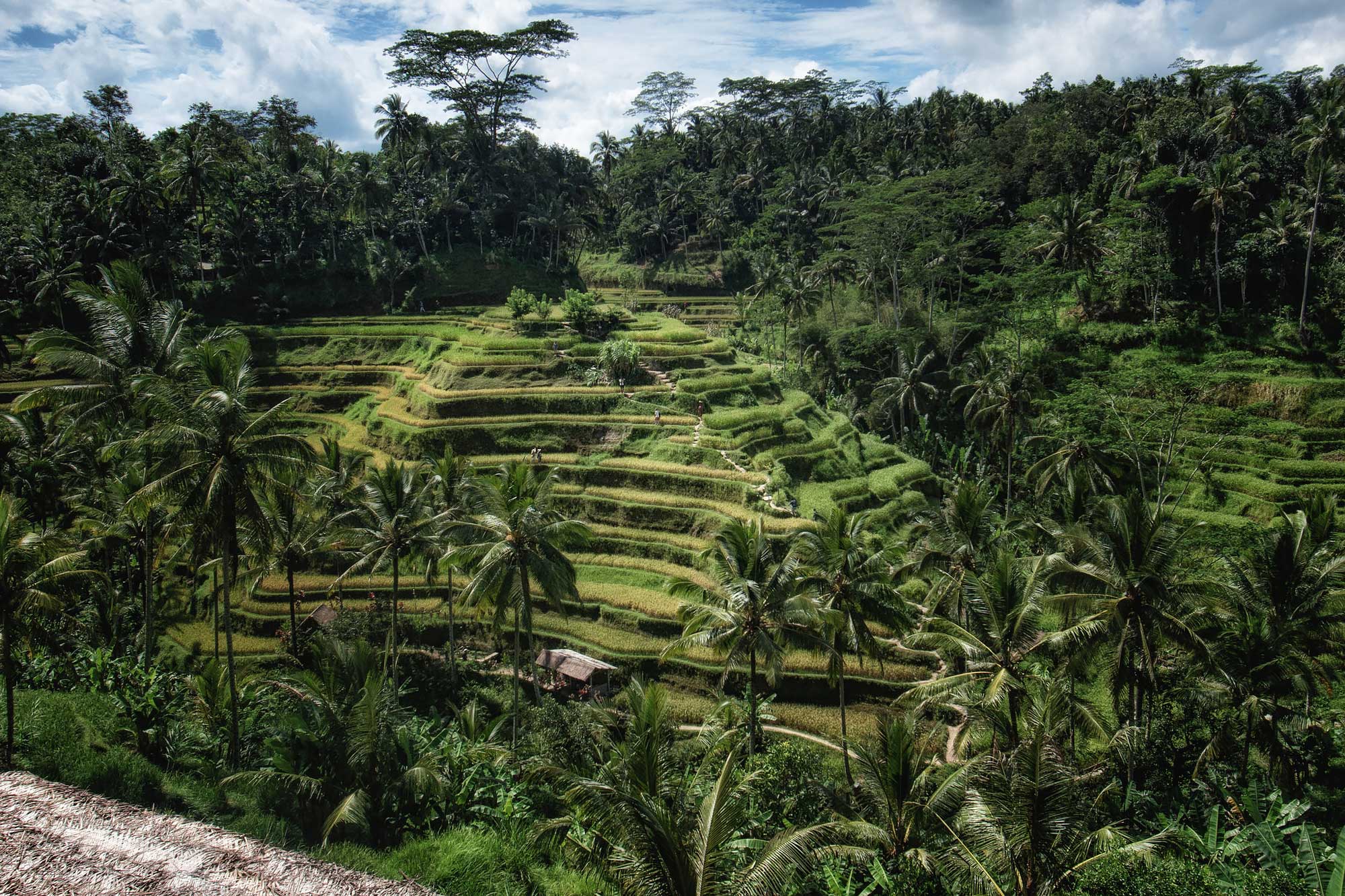 Terraced Rice Paddies, Ubud Area, Bali, Indonesia загрузить